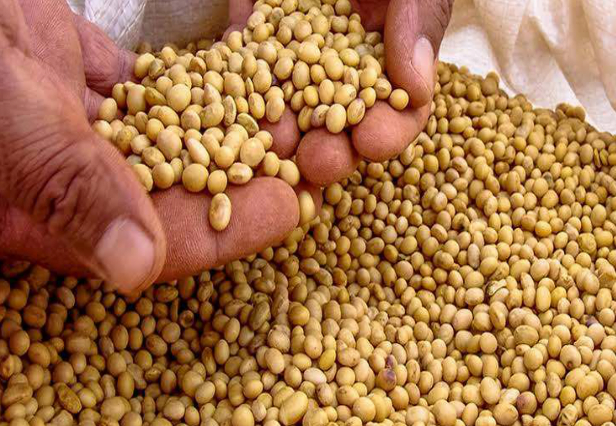 Soya Beans1-1 Soya Beans