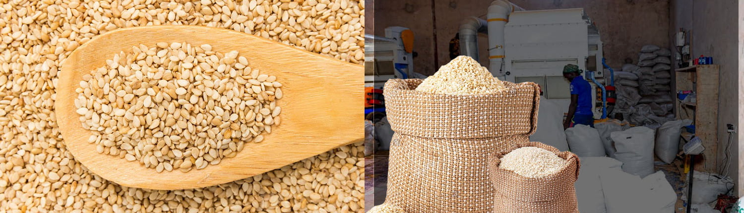 Sesame Seed